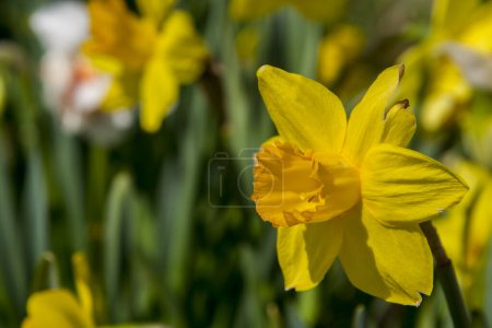 Foto de Mezcla doble de flores de Narciso en el Jardín del Tulipán en Morahalom - Imagen libre de derechos