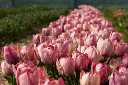 Foto de Salmón van Eijk flores de tulipán en el jardín de tulipanes en Morahalom - Imagen libre de derechos