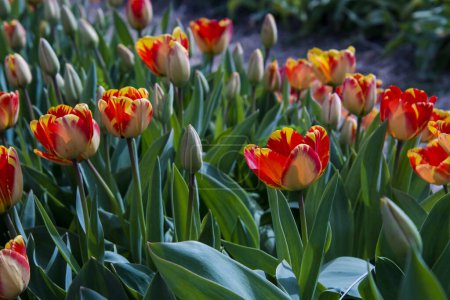 Photo for Banja Luka tulip flowers in the Tulip Garden in Morahalom - Royalty Free Image