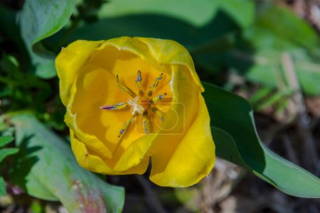 Foto de Flores de tulipán de gran sonrisa en el jardín de tulipanes en Morahalom - Imagen libre de derechos
