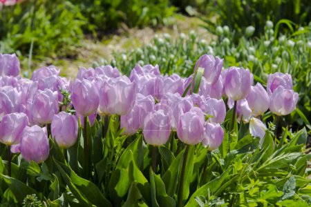 Foto de Dulce príncipe tulipán flores en el jardín de tulipanes en Morahalom - Imagen libre de derechos