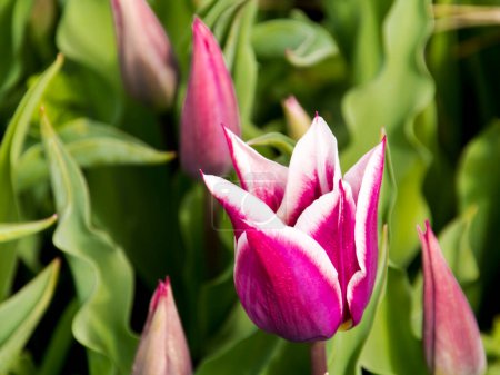 Foto de Claudia tulipán flores en el jardín de tulipanes en Morahalom - Imagen libre de derechos