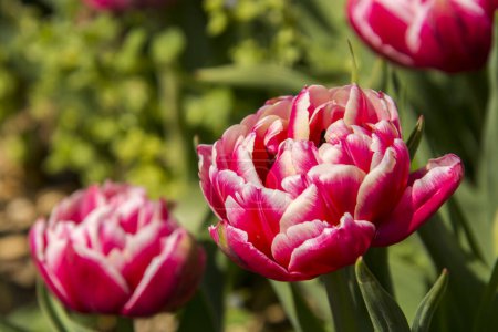 Foto de Colón flores de tulipán en el jardín de tulipanes en Morahalom - Imagen libre de derechos