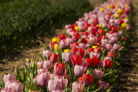 Foto de Darwin mezcla flores de tulipán en el Jardín del Tulipán en Morahalom - Imagen libre de derechos