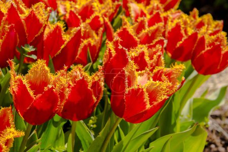 Foto de Davenport flores de tulipán en el jardín de tulipanes en Morahalom - Imagen libre de derechos