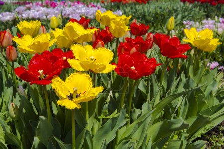 Foto de Flores de tulipán mixtas con flecos en el jardín de tulipanes en Morahalom - Imagen libre de derechos
