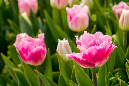 Téléchargez les photos : Fleurs de tulipes du Louvre dans le jardin des tulipes à Morahalom - en image libre de droit