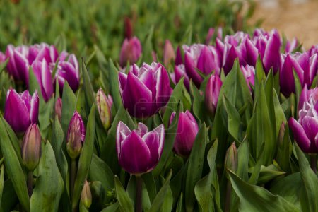 Foto de Flores de tulipán púrpura en el jardín de tulipanes en Morahalom - Imagen libre de derechos