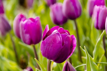 Foto de Flores de tulipán púrpura en el jardín de tulipanes en Morahalom - Imagen libre de derechos