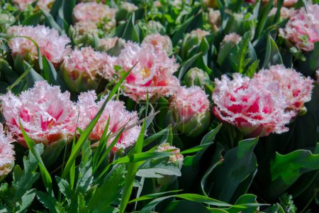 Foto de Flores de tulipán de Queensland en el jardín de tulipanes en Morahalom - Imagen libre de derechos