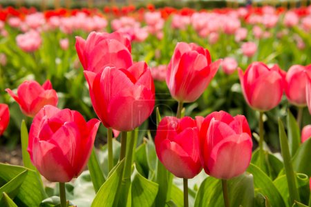 Téléchargez les photos : Fleurs de tulipes rouges dans le jardin de tulipes à Morahalom - en image libre de droit