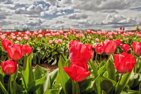 Téléchargez les photos : Fleurs de tulipes rouges dans le jardin de tulipes à Morahalom - en image libre de droit
