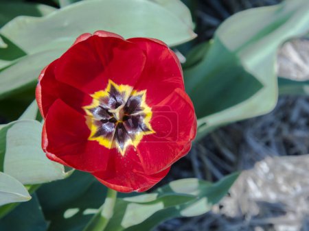 Foto de Flores de tulipán rojas en el jardín de tulipanes en Morahalom - Imagen libre de derechos