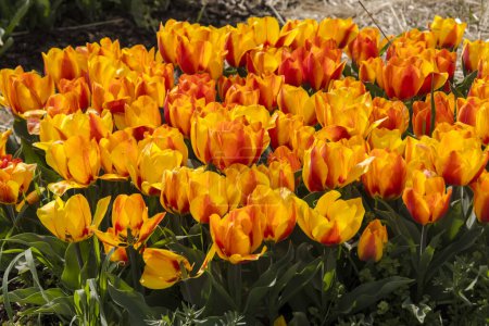 Foto de Atrapasol flores de tulipán en el jardín de tulipanes en Morahalom - Imagen libre de derechos