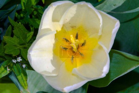 Foto de Flores de tulipán blancas en el jardín de tulipanes en Morahalom - Imagen libre de derechos