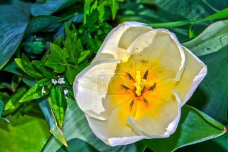 Téléchargez les photos : Fleurs de tulipes blanches dans le jardin de tulipes à Morahalom - en image libre de droit