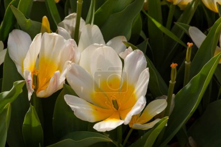 Foto de Flores de tulipán blancas en el jardín de tulipanes en Morahalom - Imagen libre de derechos