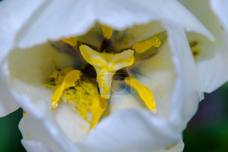 Foto de Flores de tulipán blancas y orgullosas en el Jardín del Tulipán en Morahalom - Imagen libre de derechos