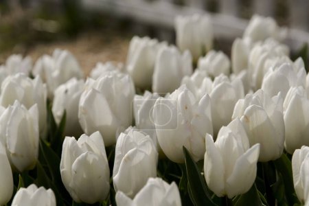 Foto de Flores de tulipán de mar blanco en el jardín de tulipanes en Morahalom - Imagen libre de derechos