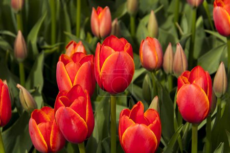 Foto de Las flores de tulipán favoritas del mundo en el jardín de tulipanes en Morahalom - Imagen libre de derechos