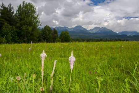 Hoary plaintain flowers and landscape of Tatra Mountains in Slovakia in Summer