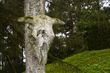 Téléchargez les photos : Crâne de taureau dans le temple celtique dans le musée archéologique Havranok en Slovaquie - en image libre de droit