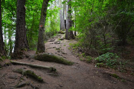 Photo for Forest path near Liptovska Mara in Archaeological museum Havranok in Slovakia - Royalty Free Image