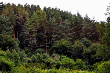 Téléchargez les photos : Forêt de pins près de Liptovska Mara dans le musée archéologique Havranok en Slovaquie - en image libre de droit