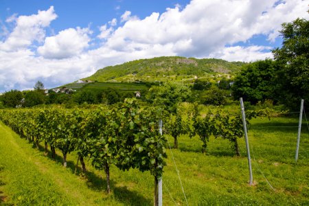 Téléchargez les photos : Mont de Somlo en Hongrie en été et vignoble - en image libre de droit