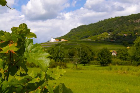 Téléchargez les photos : Mont de Somlo en Hongrie en été et vignoble - en image libre de droit