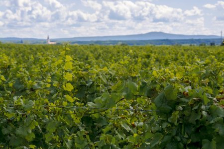 Téléchargez les photos : Vignoble près de Somlo et église en Hongrie en été - en image libre de droit