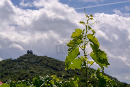 Téléchargez les photos : Mont de Somlo et les ruines du château en Hongrie en été - en image libre de droit