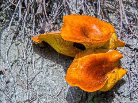 Photo for Jack-o-lantern mushroom, its scientific name is Omphalotus olearius - Royalty Free Image