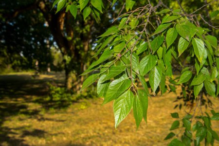 Gemeiner Zürgelbaum mit wissenschaftlichem Namen Celtis occidentalis in der Karolyi-Kaste in Nagymagocs in Ungarn