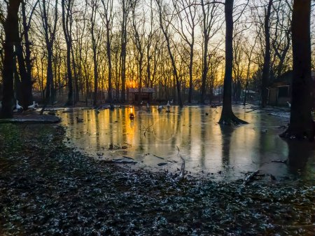 Tke lago congelado de cigüeñas en el zoológico de Szeged en invierno