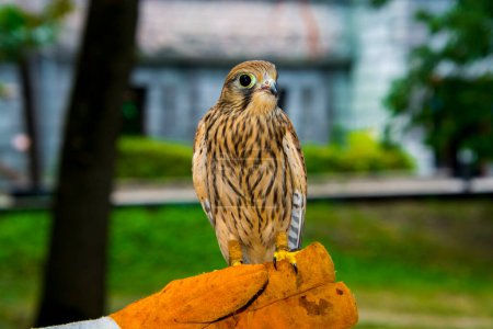 Crécerelle commun, son nom scientifique est Falco tinnunculus