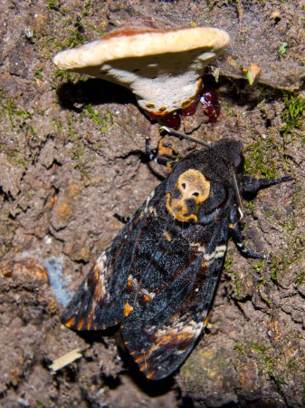 Afrikanischer Totenkopffalter, wissenschaftlicher Name: Acherontia atropos