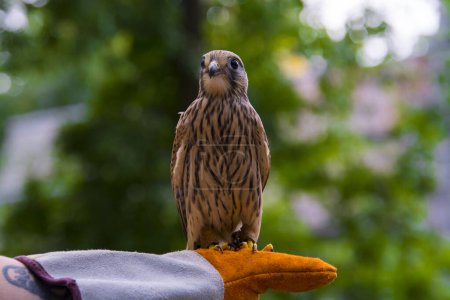 Gewöhnlicher Turmfalke, sein wissenschaftlicher Name ist Falco tinnunculus