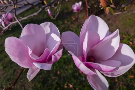 Mulan magnolia, its sicentific name is Magnolia liliflora near the City Hall of Szeged