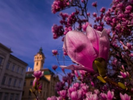 Mulan magnolia, its sicentific name is Magnolia liliflora near the City Hall of Szeged