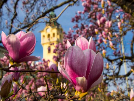 Mulan magnolia, su nombre sicencific es Magnolia liliflora cerca del Ayuntamiento de Szeged