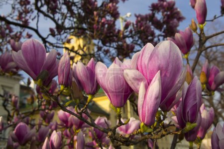 Mulan-Magnolie, Magnolia liliflora in der Nähe des Szegeder Rathauses