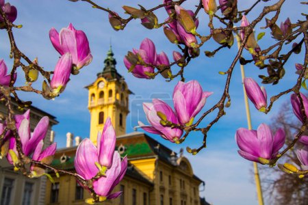 Mulan magnolia, su nombre sicencific es Magnolia liliflora cerca del Ayuntamiento de Szeged
