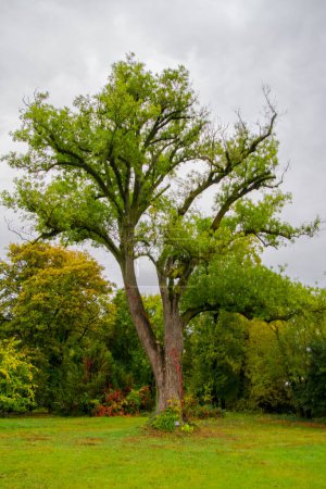 Téléchargez les photos : Frêne européen, son nom scientifique est Fraxinus excelsior au château de Nadasdy - en image libre de droit