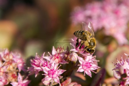 October stonecrop, its scientific name is Hylotelephium sieboldii and honey bee