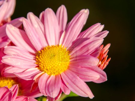 Painted daisy or pyrethrum, its scientific name is Tanacetum coccineum