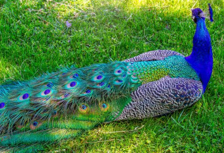 Espalda de pavo real con plumas coloridas