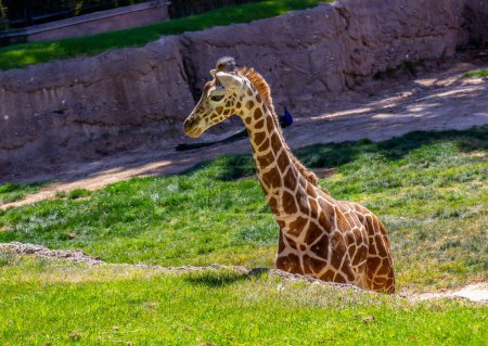 Close Up Of Baby Giraffe