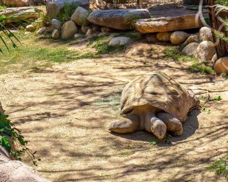 Large Zoo Tortoise Eating Green Leaves