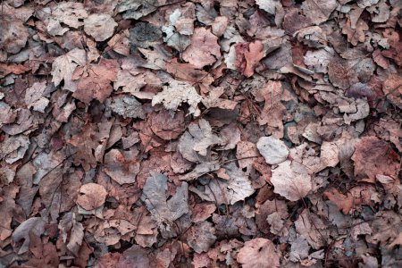 Photo for Dry autumn fallen leaves on brown forest soil background - Royalty Free Image